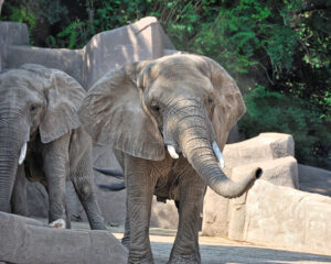 A small elephant is stood in front of another elephant in a zoo enclosure