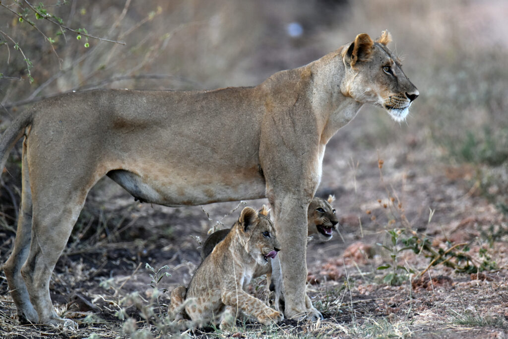 A lioness is standing side-on to the camera with two cubs at her feet
