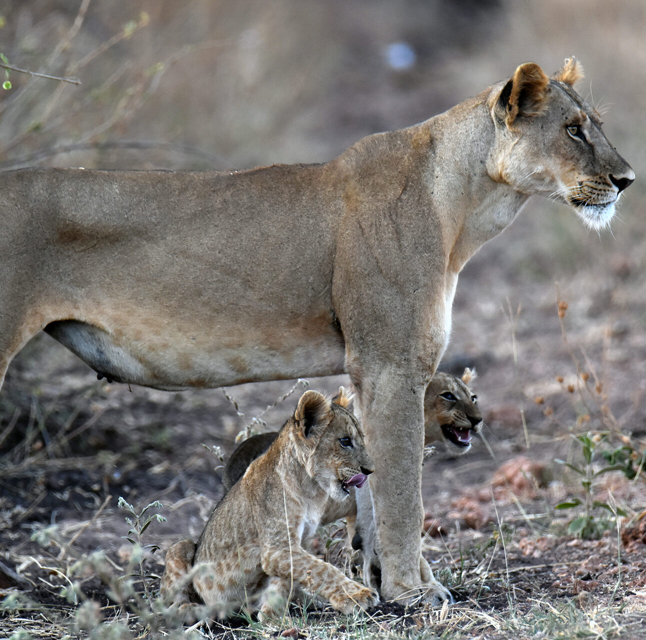 A lioness is standing side-on to the camera with two cubs at her feet