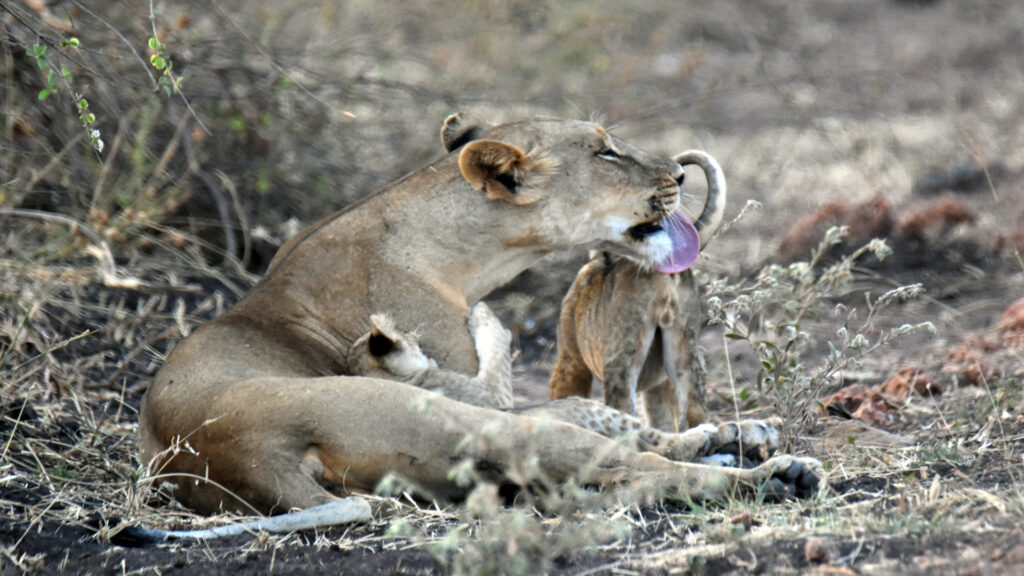 A lioness is lying on the ground, licking one of her cubs stood next to her