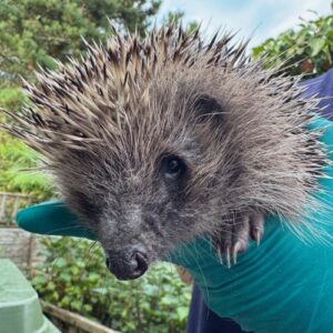 A hedgehog wrapped in a green towel