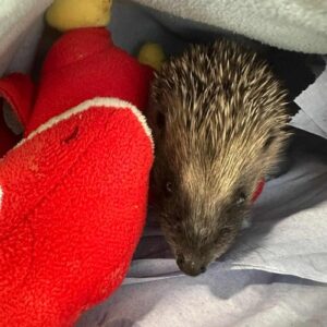 A small hedgehog in a nest of blankets at a rescue centre