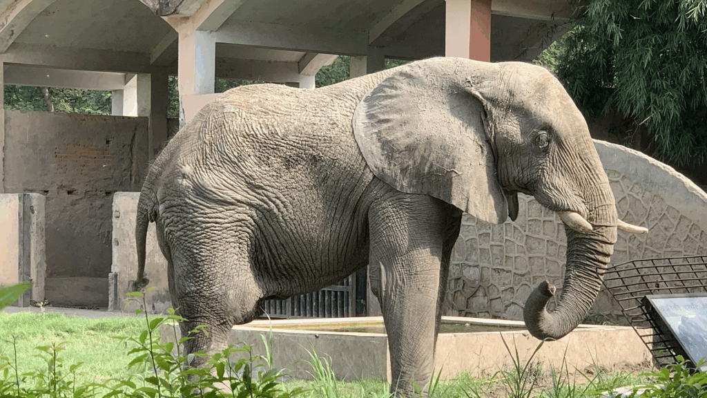 An elephant stands in front of a concrete building