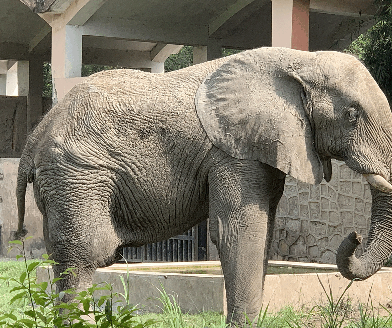 An elephant stands in front of a concrete building