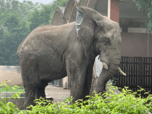 A male elephant with broken tusks stands in front of a concrete building