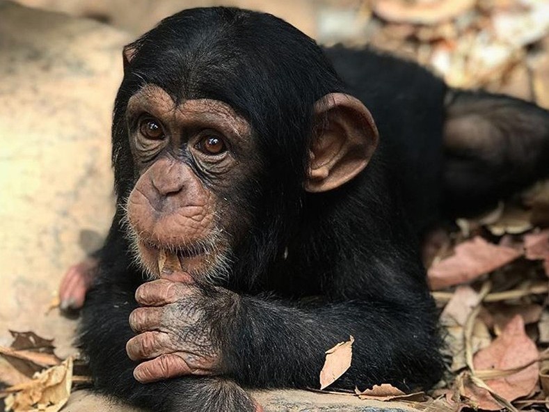 A baby chimpanzee lying on his front sucking his thumb