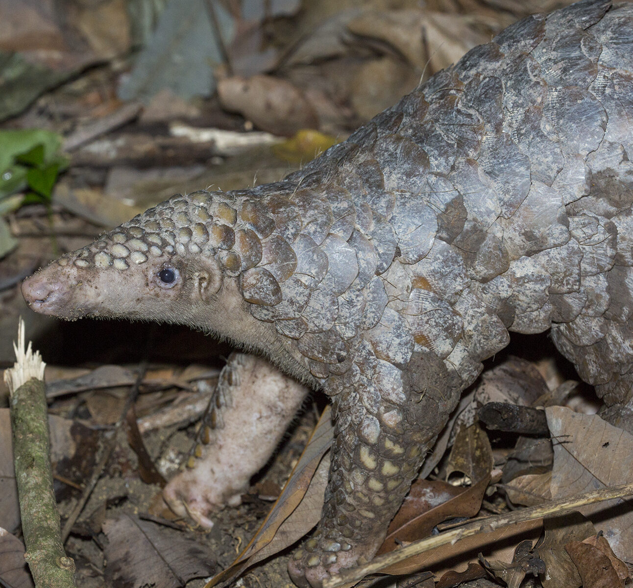 A sunda pangolin walking on the forest floor