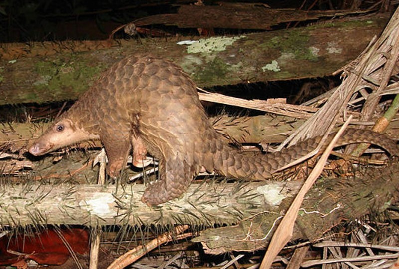 A sunda pangolin crawling over fallen tree branches