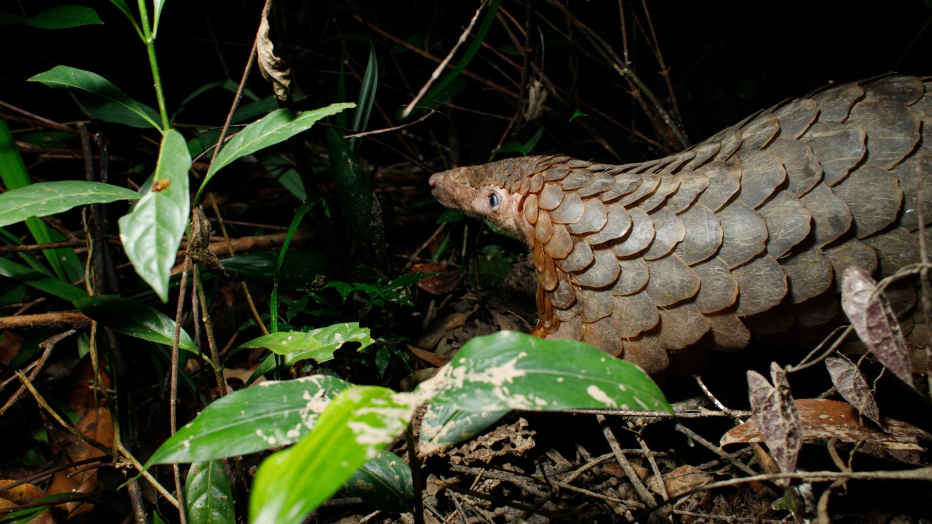 A sunda pangolin emerging from the undergrowth at night