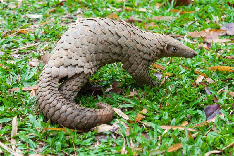 A sunda pangolin standing on green grass