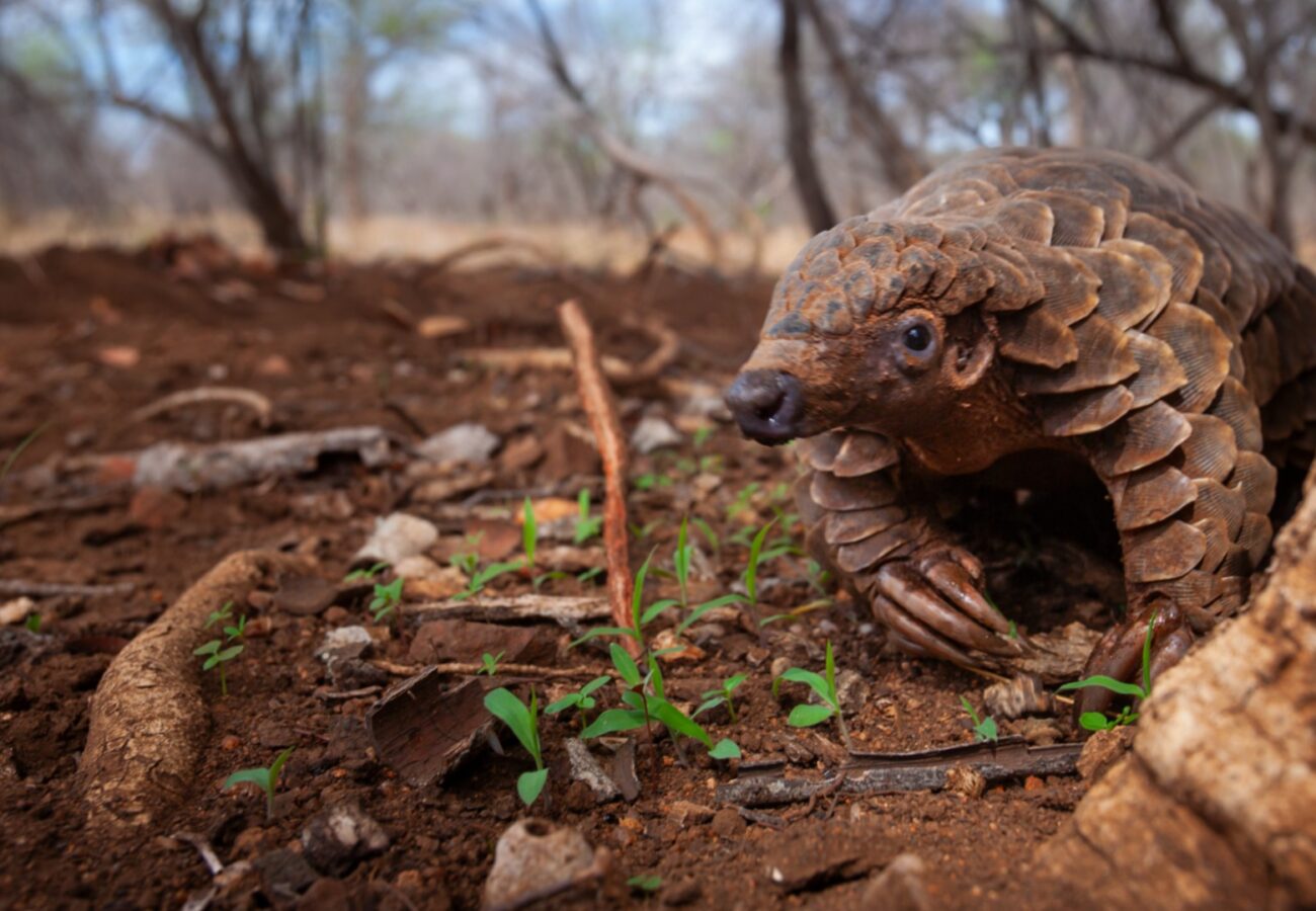 A Temminck's pangolin
