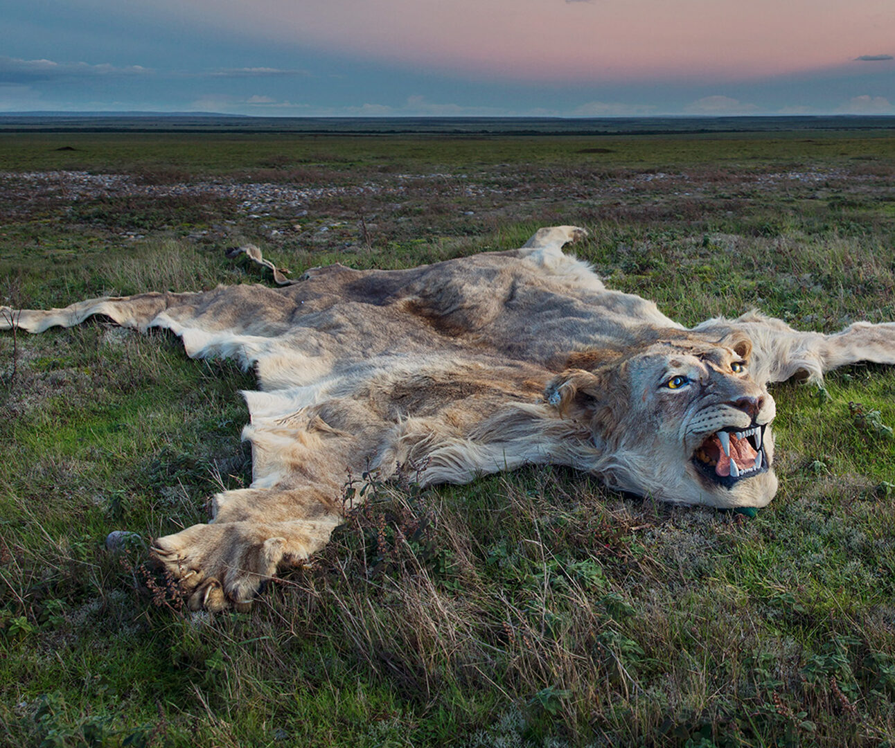 A lion is laid out as a rug on a grassy plain