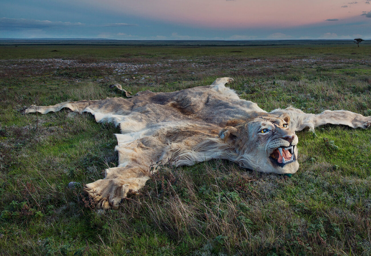 A lion is laid out as a rug on a grassy plain