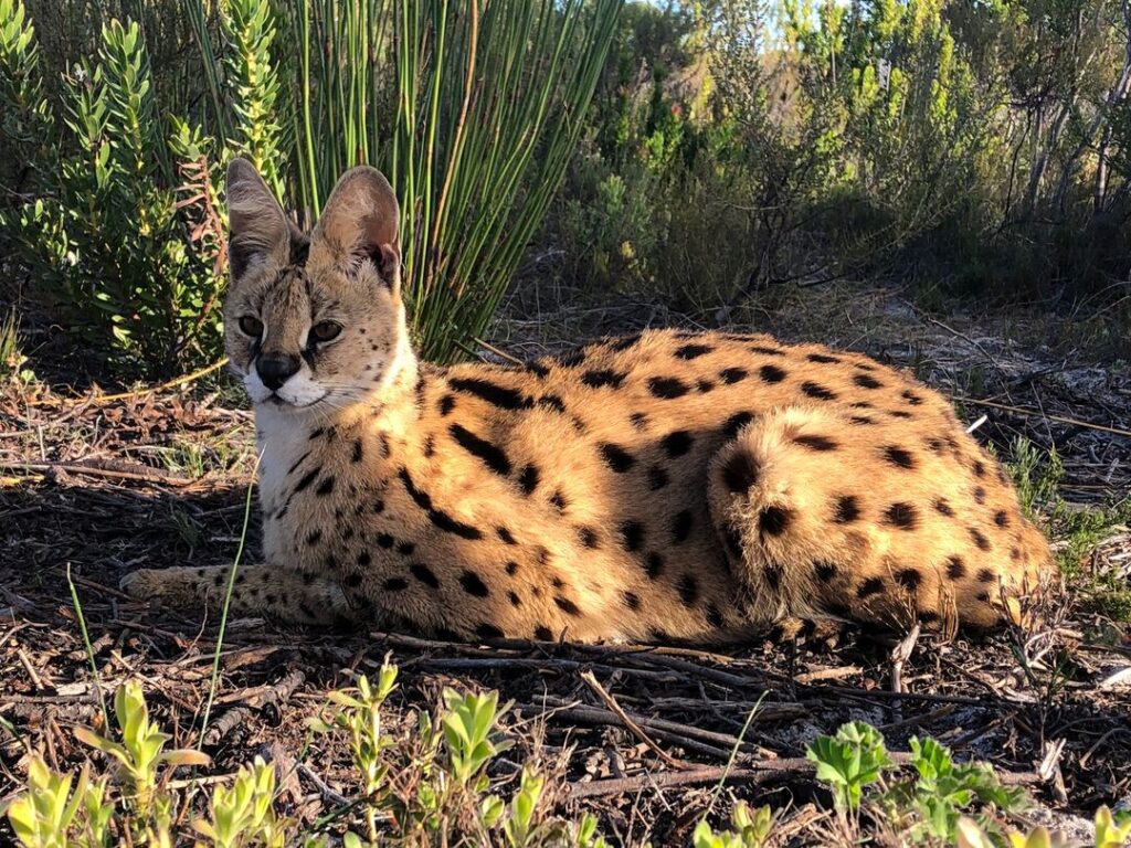 A serval lying down in the long grass in a natural bush setting