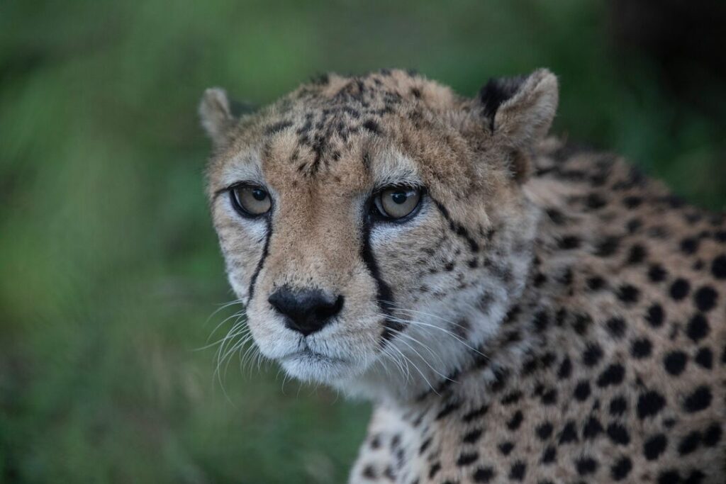 A close-up photo of a cheetah with a natural background