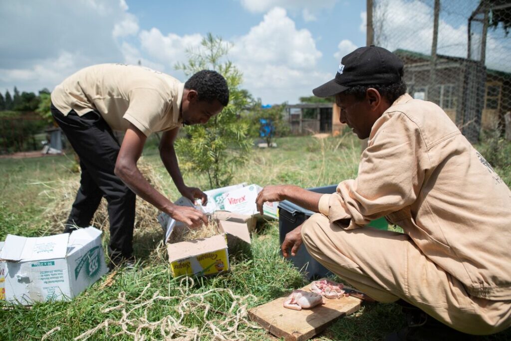 Two men are crouching close to the ground, filling a carboard box with meat and straw. A chopping board is on the floor with meat on it.
