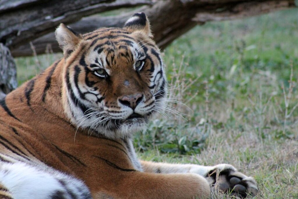 A beautiful male tiger lying down on the grass, looking at the camera