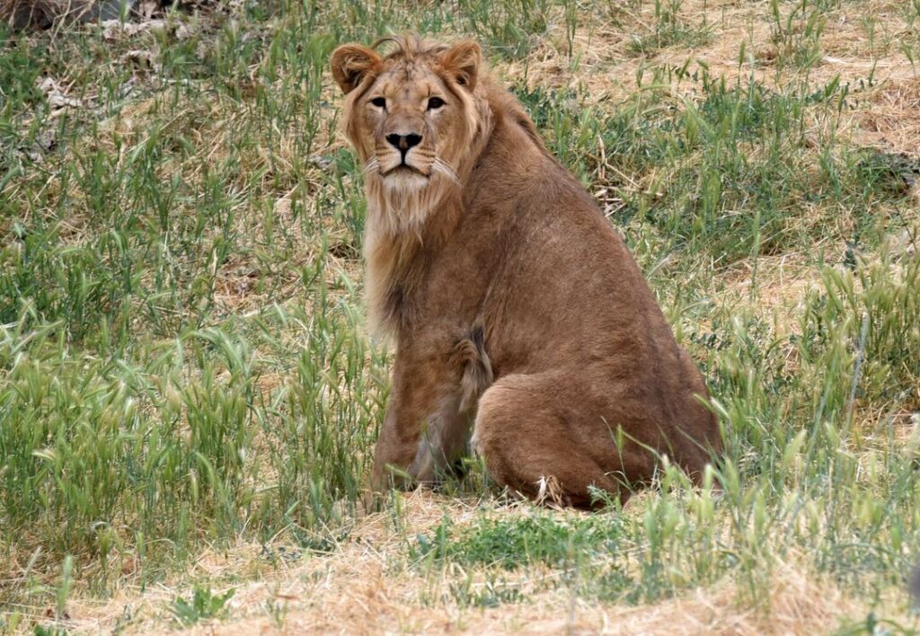 A male lion is sitting on its haunches
