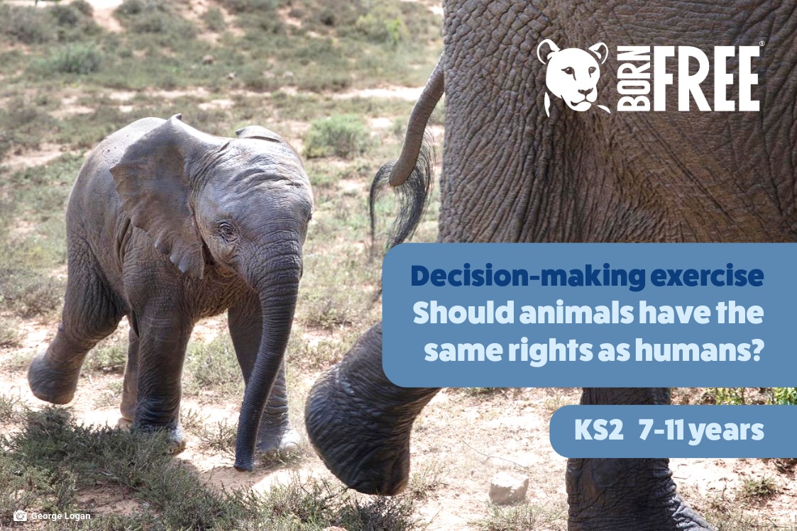 A screenshot of the decision-making exercise: Should animals have the same rights as humans? Featuring a baby elephant following its mother