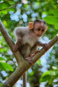 A young monkey sitting in the treetops with blue sky in the background