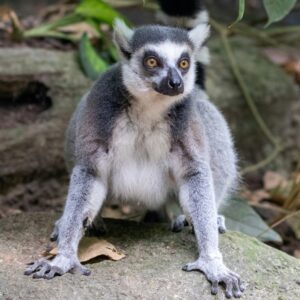 A close-up photo of a lemur resting its front legs on the ground