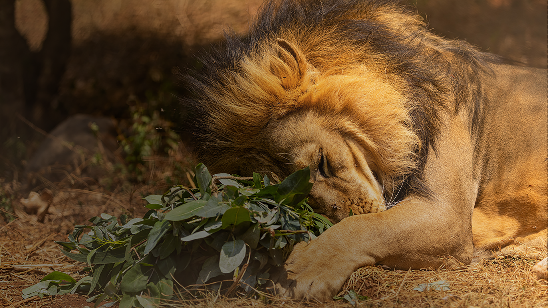 A male lion is sleeping, with his head tucked into a bundle of herbs