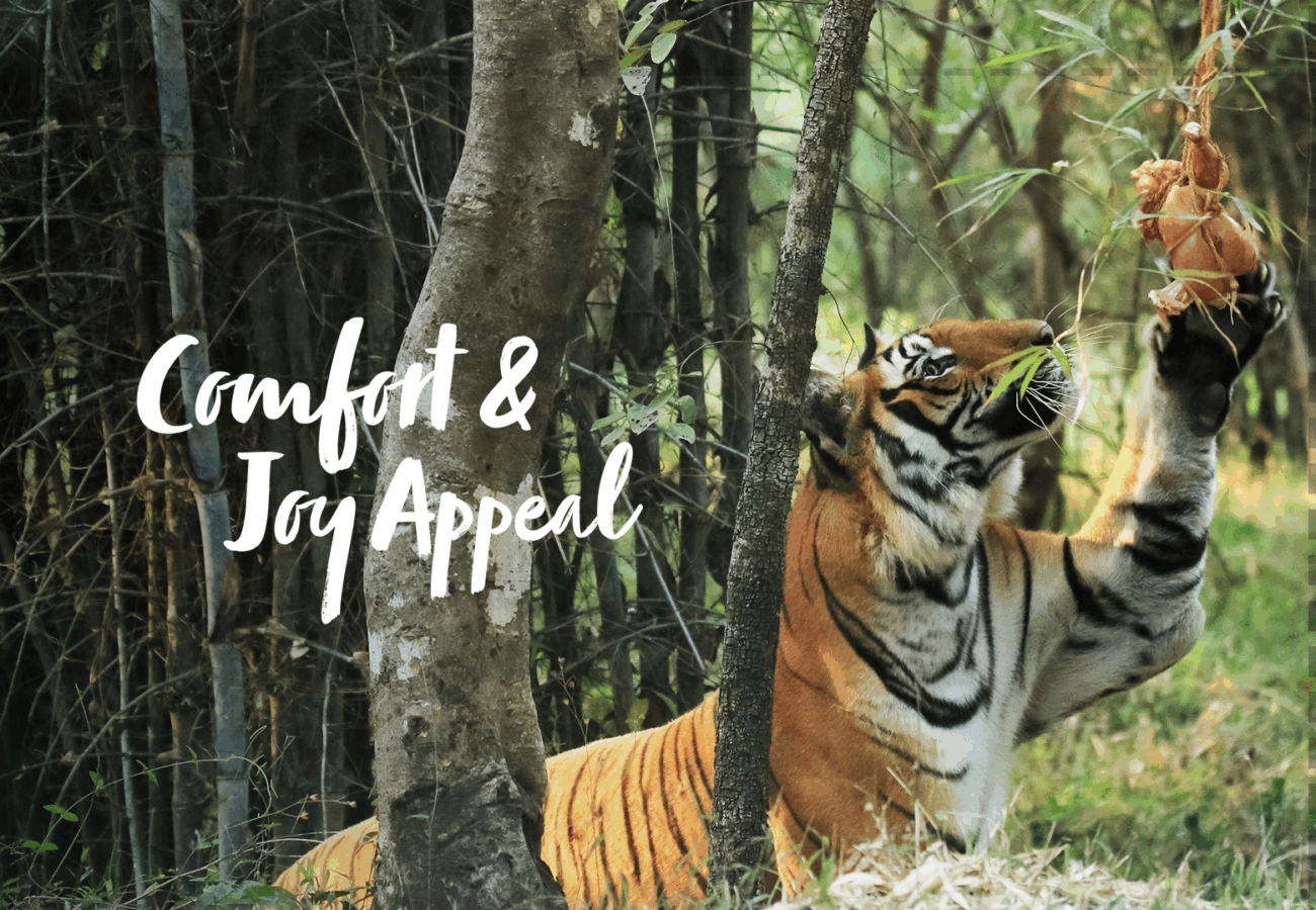 A tiger is reaching up towards a dangling parcel of meat, text reads 'Comfort & Joy Appeal'