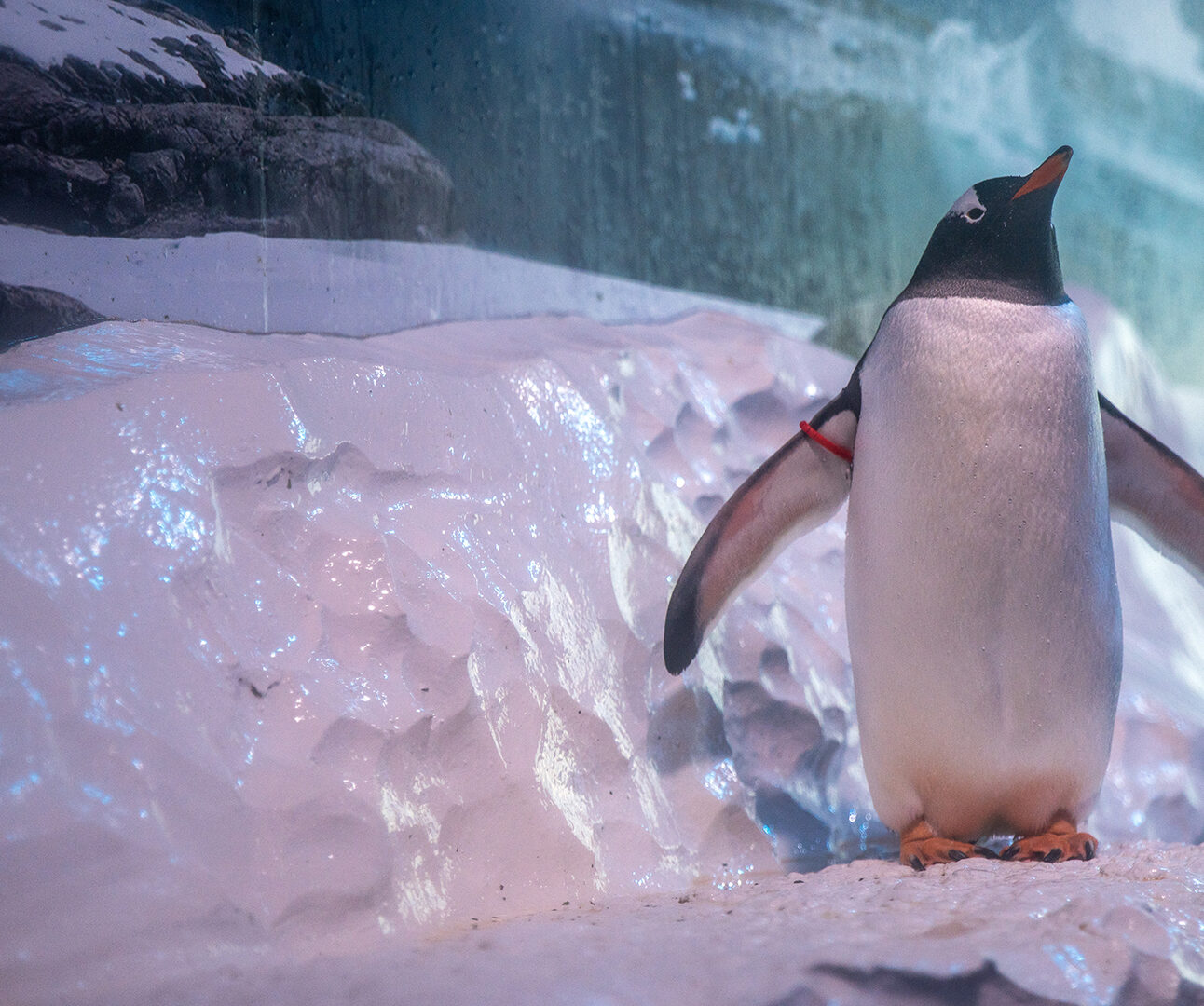 A gentoo penguin stands on a fake rock made to look like ice, in a basement enclosure