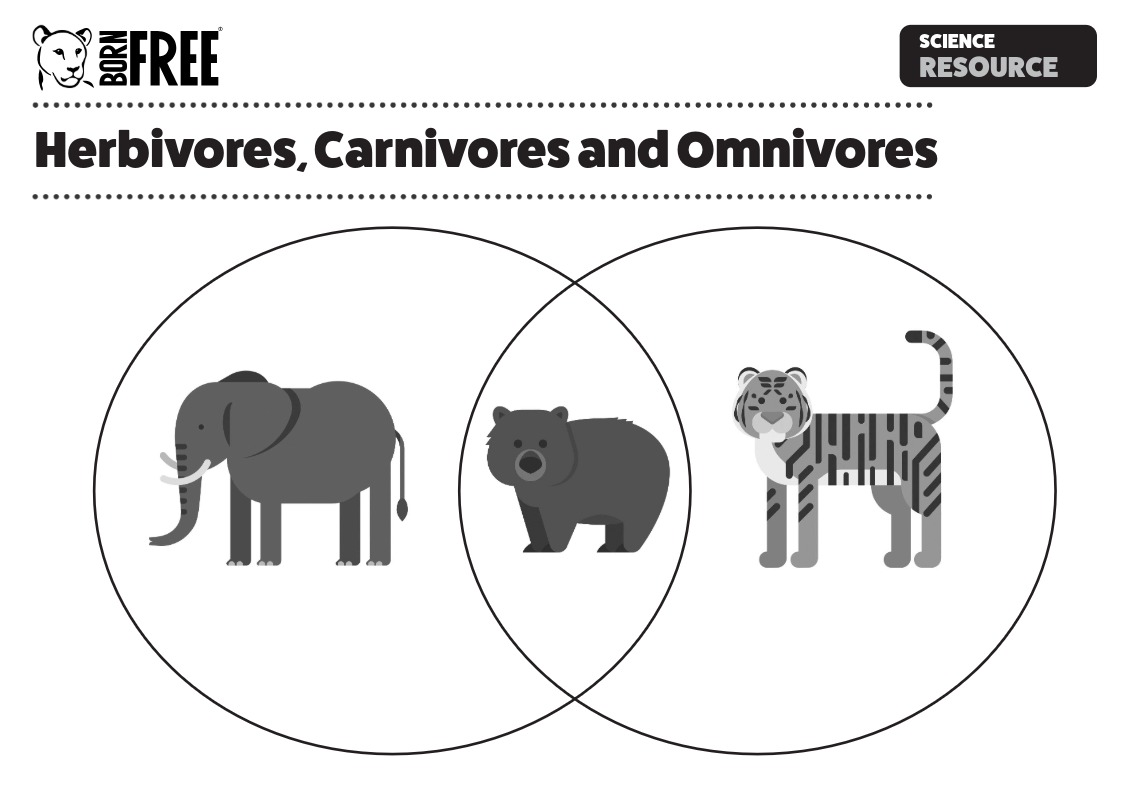 A science worksheet about herbivores, carnivores and omnivores