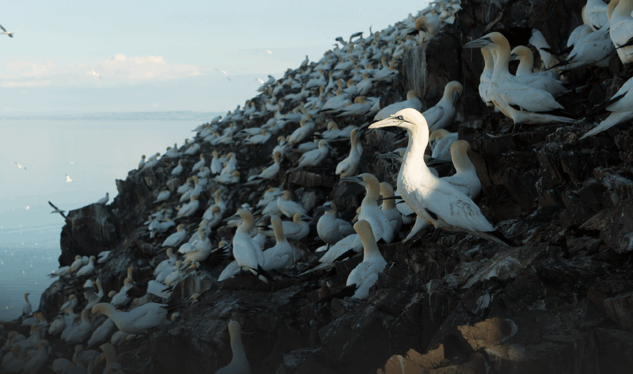 A large group of northern gannets cover a cliff with the sea in the background