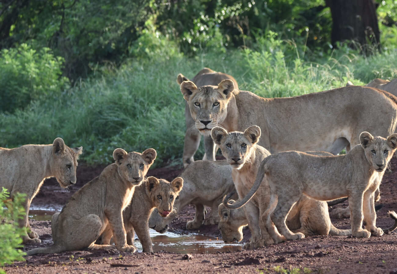 A lioness stands surrounded by lion cubs on a muddy path, with a grassy background