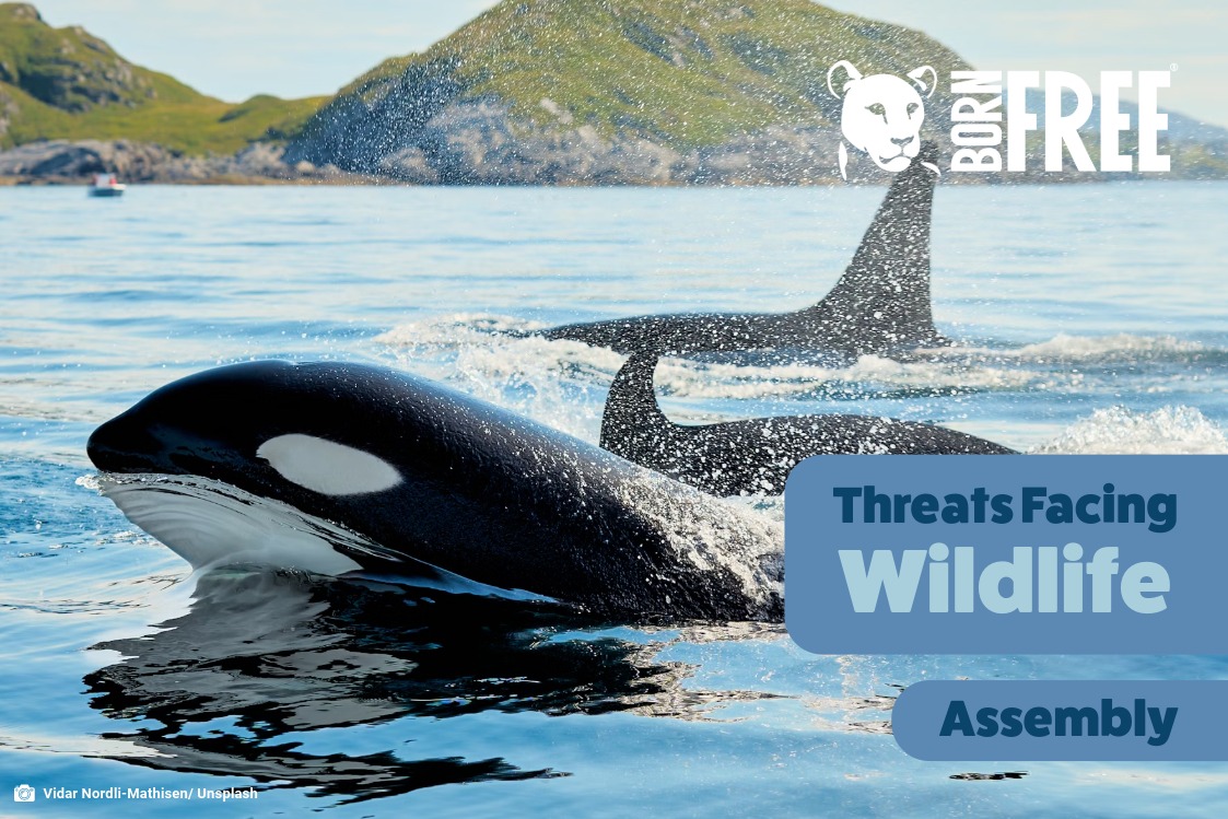 An orca is leaping out of the water, the Born Free logo is in the top right, and text says 'Threats Facing Wildlife Assembly