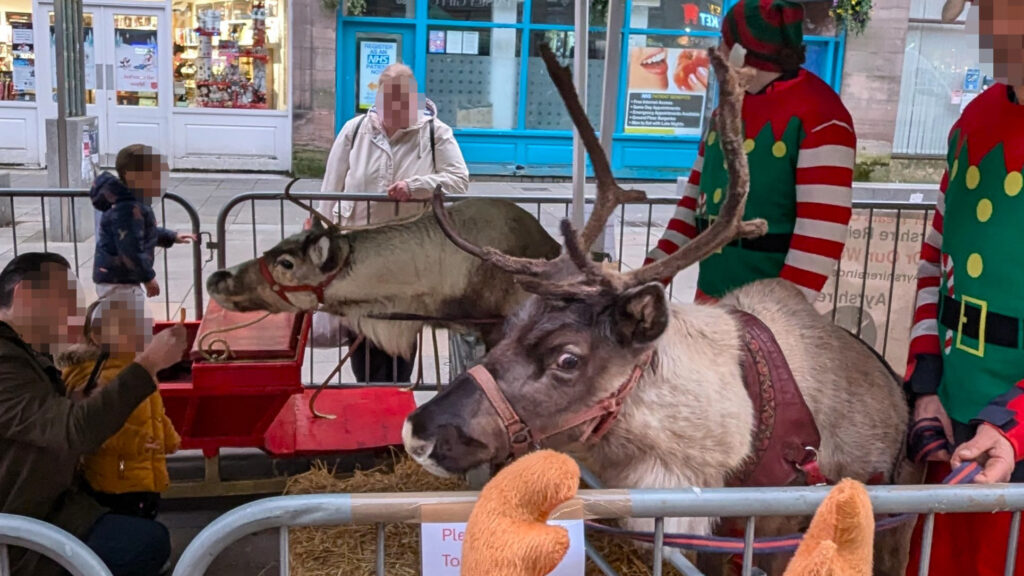 Two reindeer are inside a small fenced pen in the middle of a high street, two people dressed as elves are standing with them, and a man is kneeling down with a young child holding a carrot to feed them