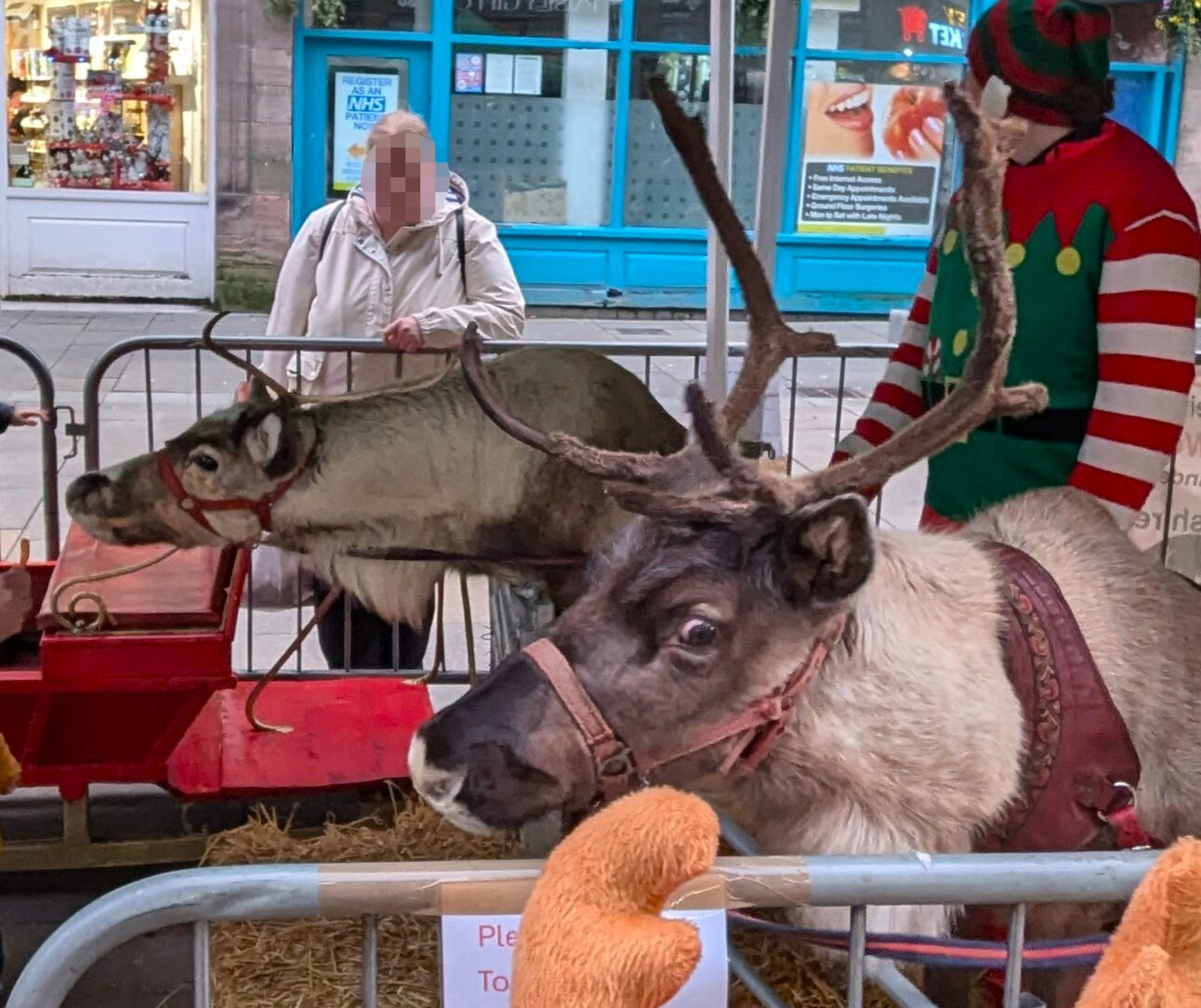 Two reindeer are inside a small fenced pen in the middle of a high street, two people dressed as elves are standing with them, and a man is kneeling down with a young child holding a carrot to feed them
