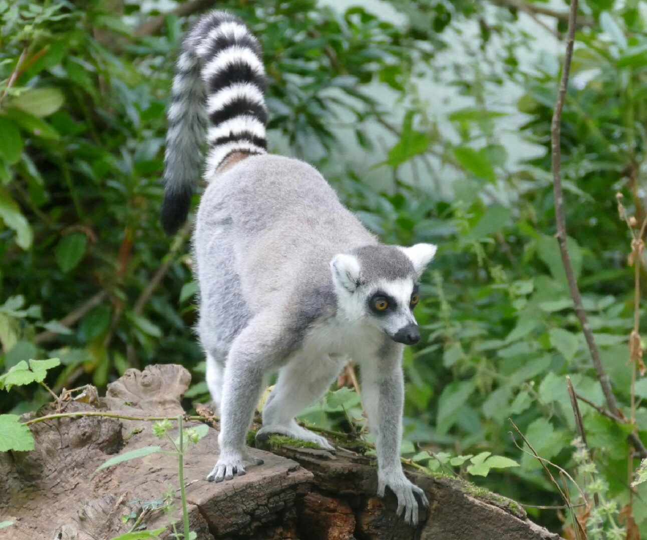 A wild ring-tailed lemur in the forest