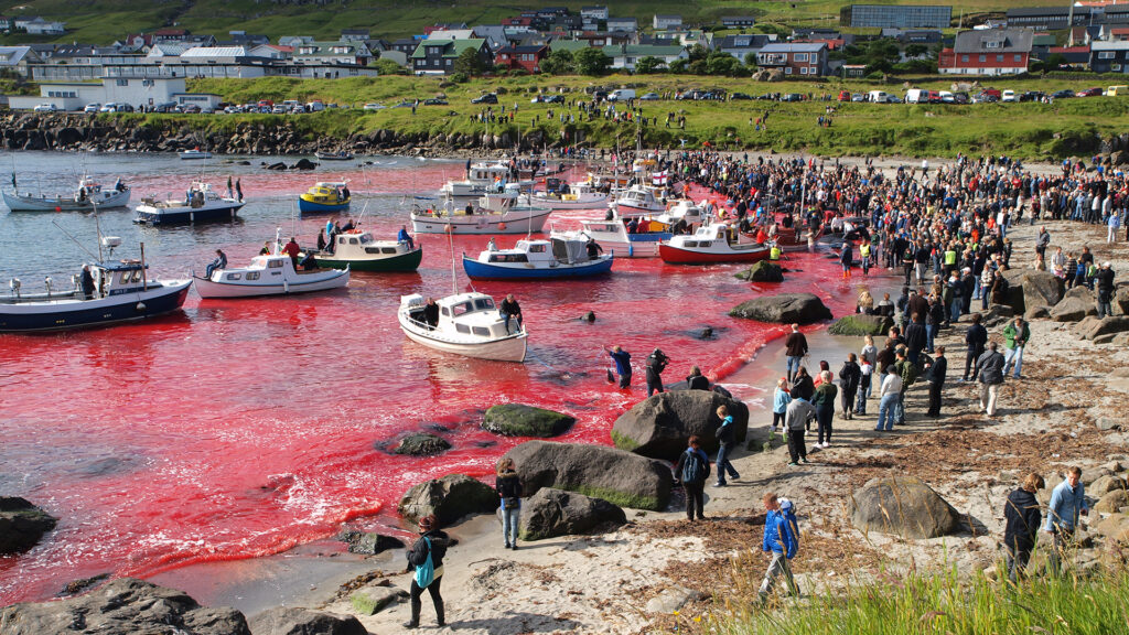 Long-finned pilot whales are beached and killed. On Faroe Islands people have been eating the meat and blubber from pilot whales for centuries