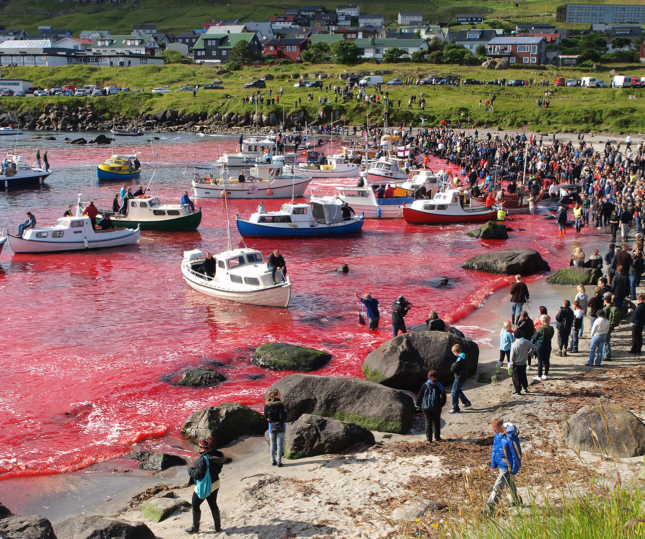 Long-finned pilot whales are beached and killed. On Faroe Islands people have been eating the meat and blubber from pilot whales for centuries