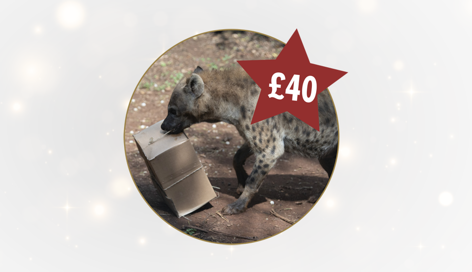 A photo of a hyena holding a box inside a circle, with a white background and a red star with £40 inside