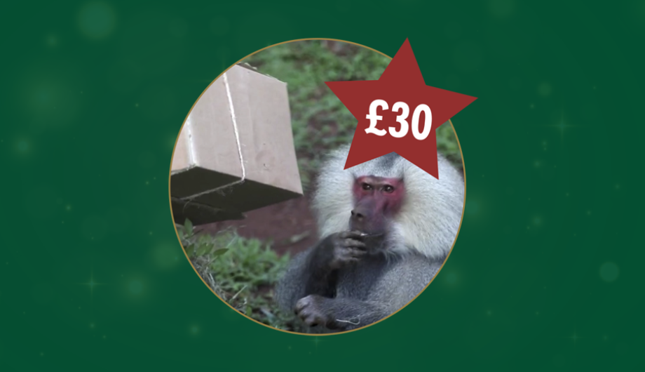 A photo of a baboon in a circle, with a green background and a red star with £30 inside