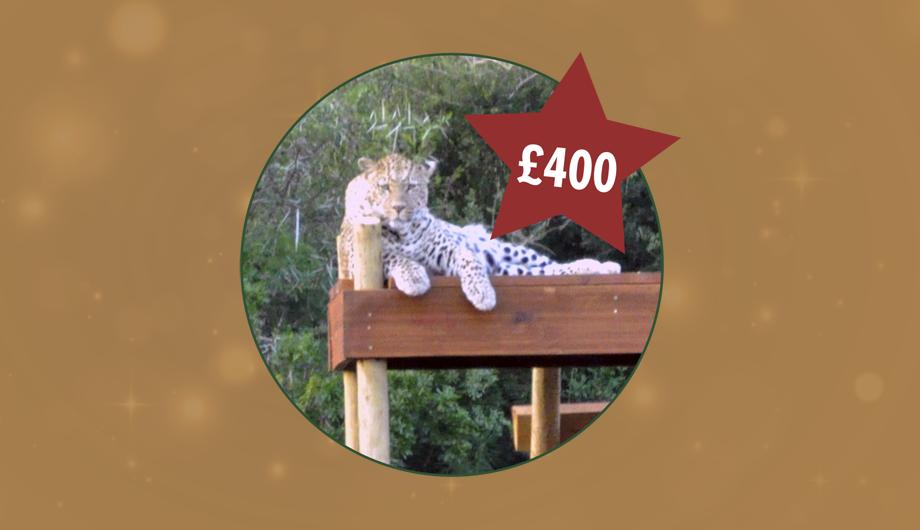 A photo of a leopard inside a circle, with a gold background and a red star with £400 inside