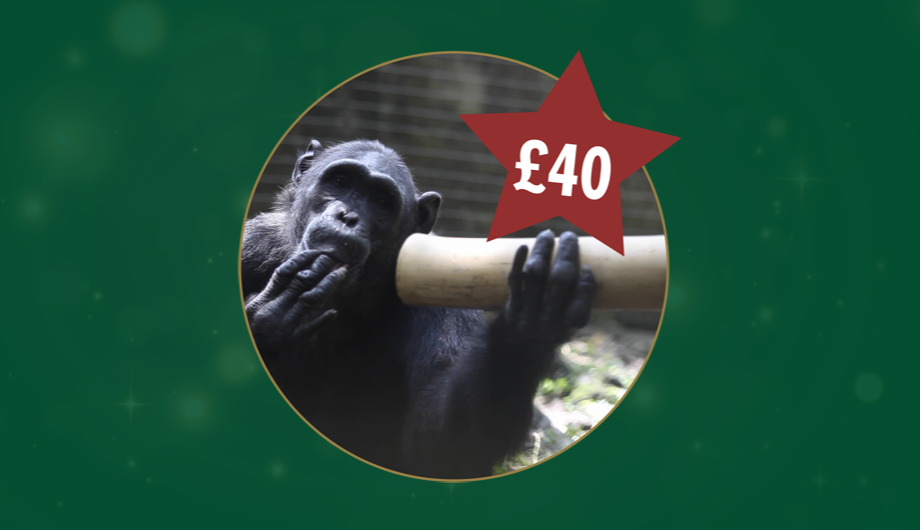 A photo of a chimpanzee holding a bamboo tube, in a circle with a green background around it, and a red star with £40 in it