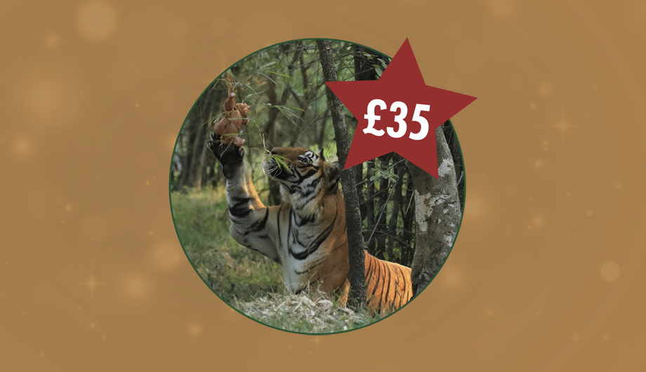 A photo of a tiger inside a circle, with a gold background and a red star with £35 inside it