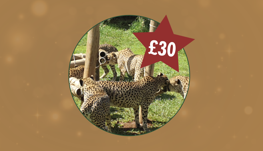 A photo of a group of cheetah in a circle, with a gold background and red star with £30 inside it