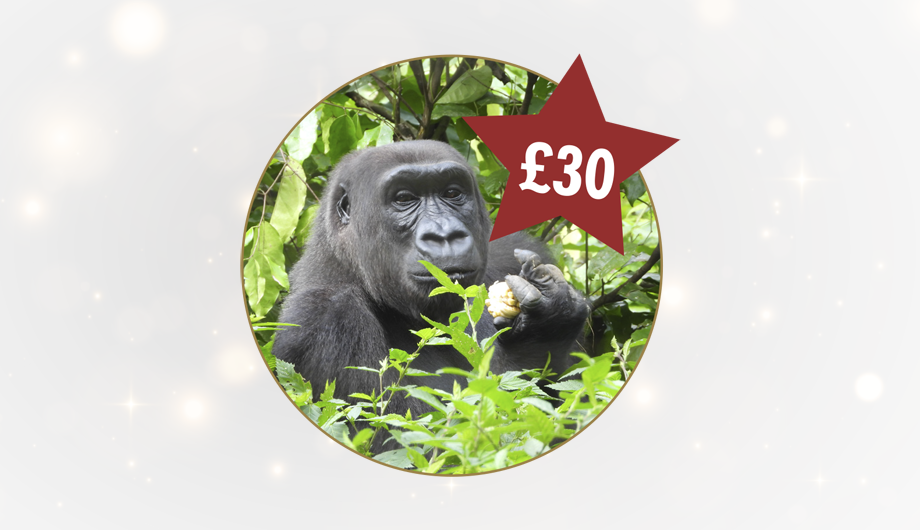 A photo of a gorilla inside a circle, with a white background and a red star with £30 inside
