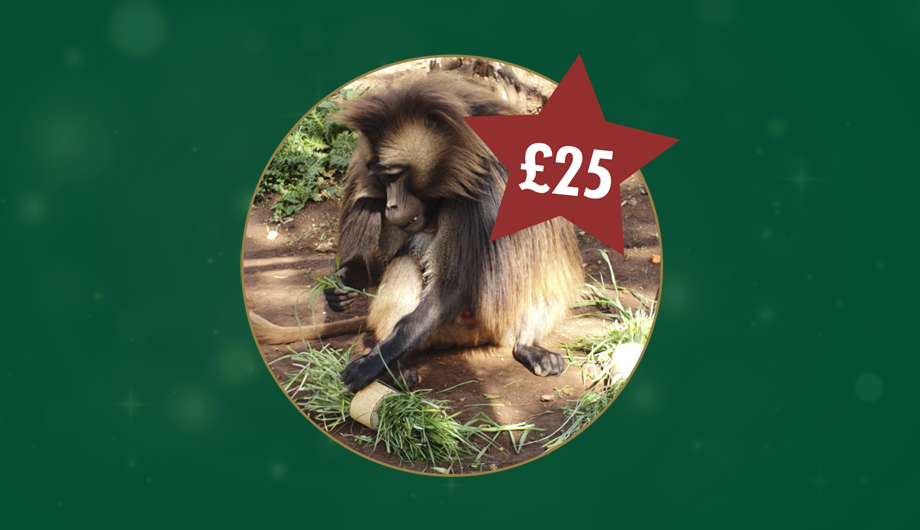 A photo of a gelada in a circle, with a green background and a red star with £25 inside