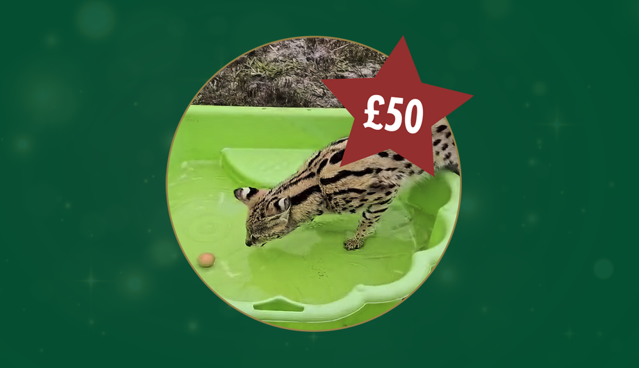 A photo of a serval in a circle, with a green background and a red star with £50 inside