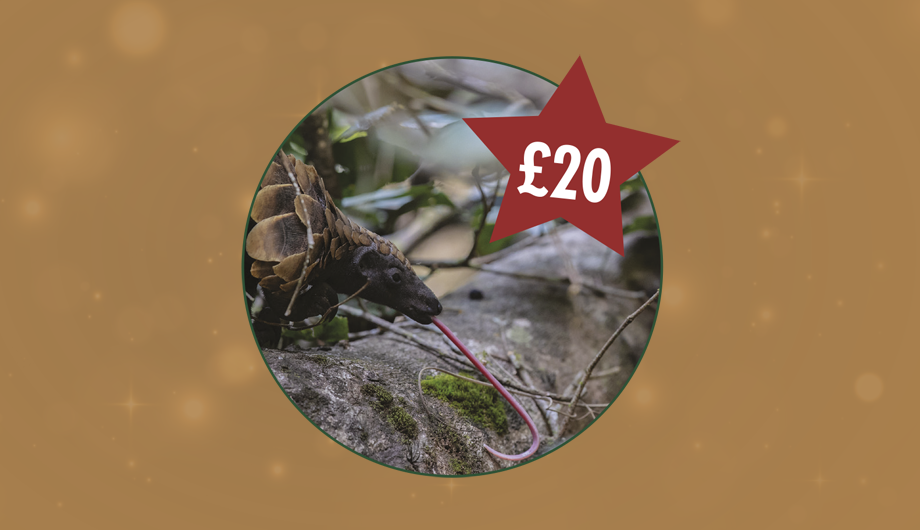 A photo of a pangolin inside a circle, with a gold background and a red star with £20 inside