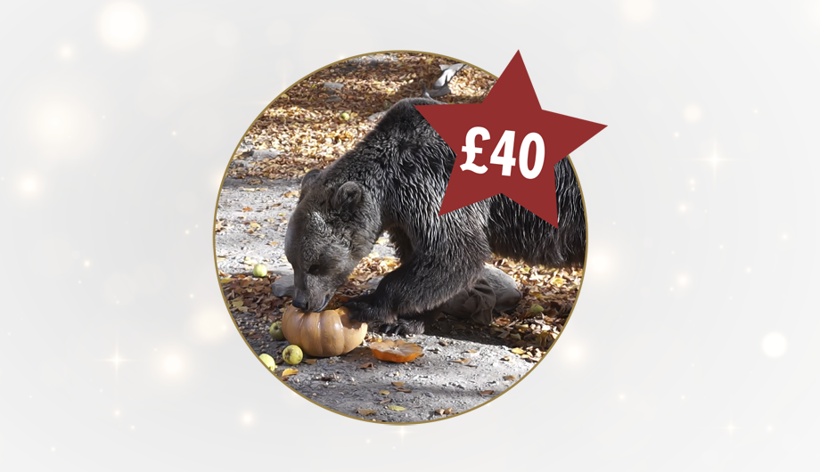 A photo of a brown bear inside a circle, with a white background and a red star with £40 inside