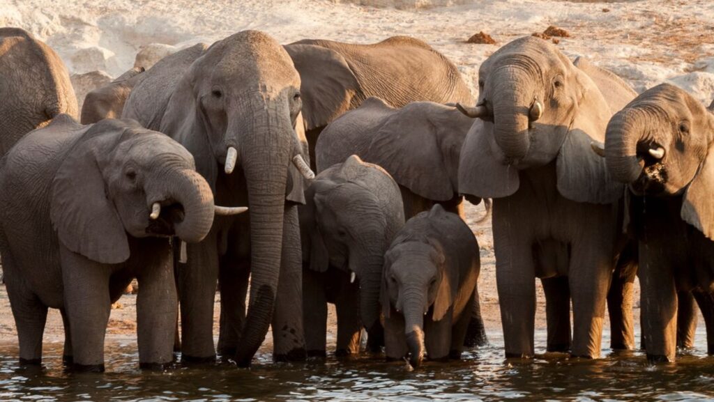 A large group of African elephants standing together in shallow water