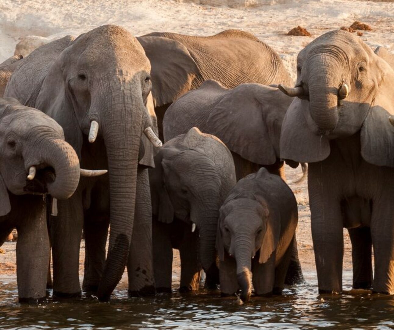 A large group of African elephants standing together in shallow water